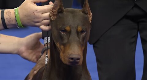 Doberman Pinscher, 2018 National Dog Show, Working Group
