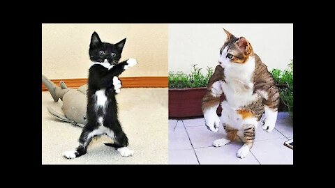 Funniest Animals - Best Of The 2021 Funny Animal Videos #3