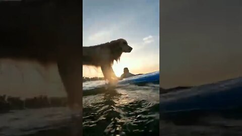 cao surfando na prancha na praia #shorts