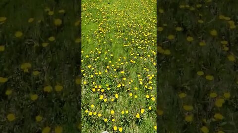 Walking in Dandelions
