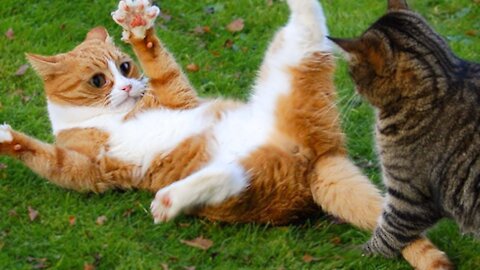 Who is more important than a cat or a dog? We are looking.