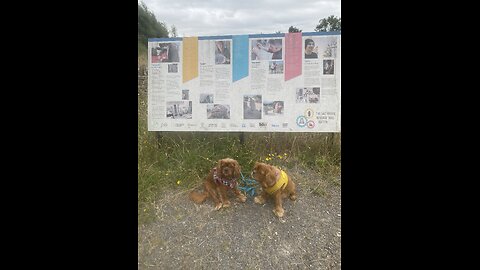 Cutie Cavaliers