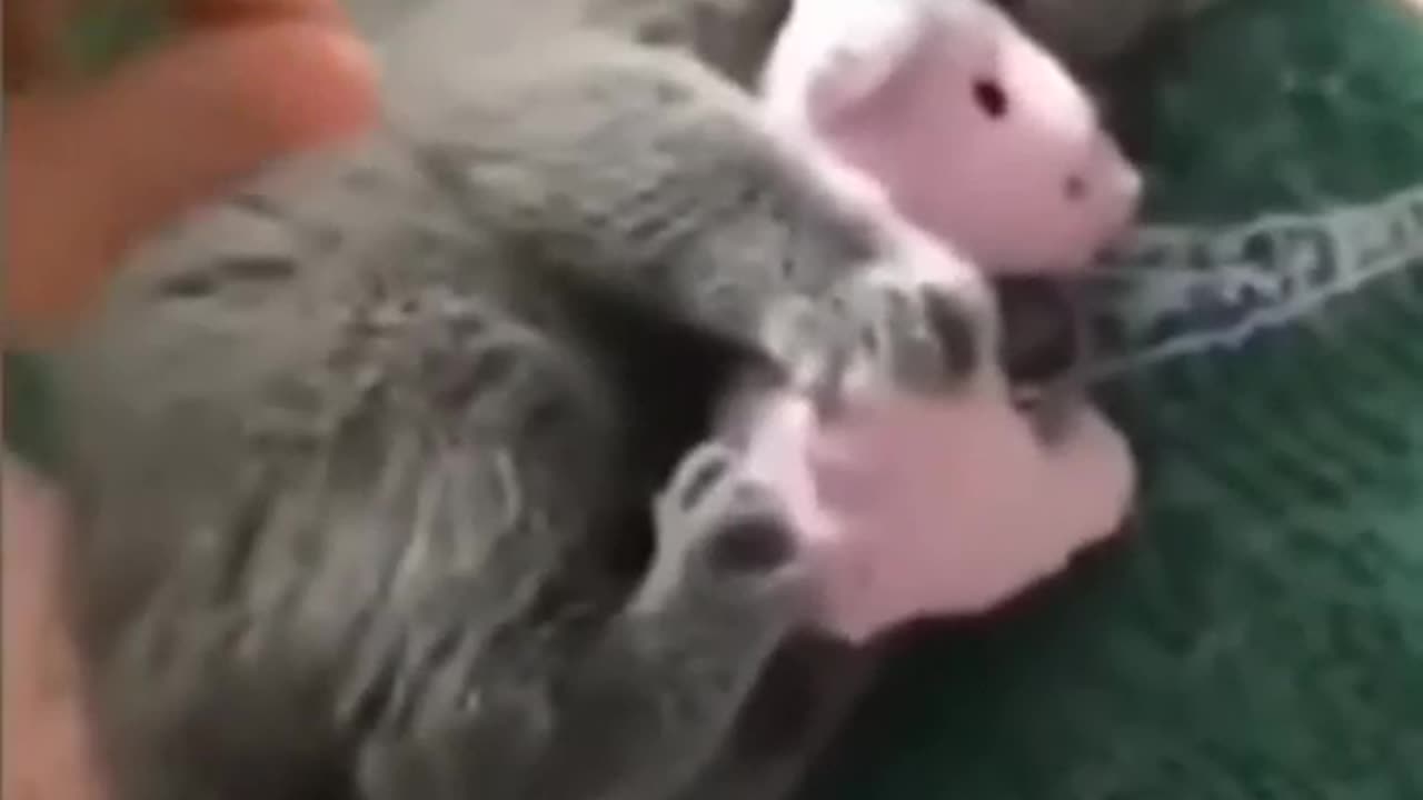Funny video