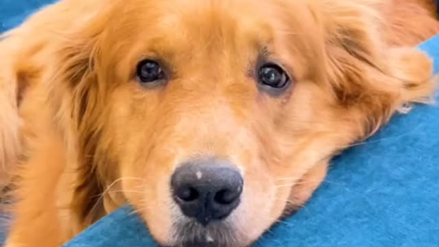 Dog mother just had a baby dog father all kinds