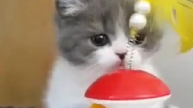 Cute cat | Funny Pet Videos