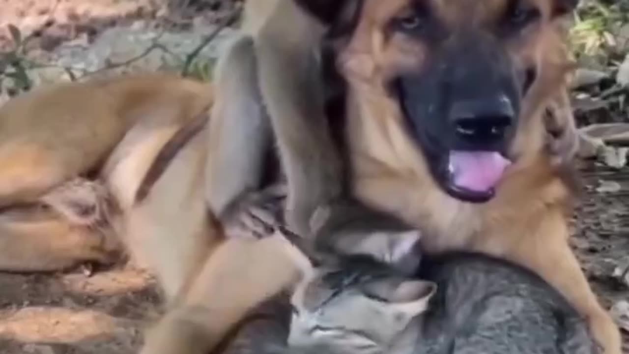 They love their protector and friend