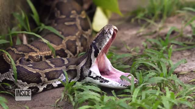 5-Foot Long Alligator Found Inside Burmese Python