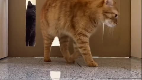 Cat challenge