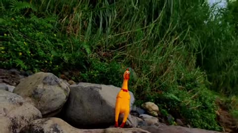 funny duckie