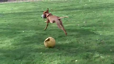 Dog training video