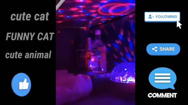 funny cat club part 2