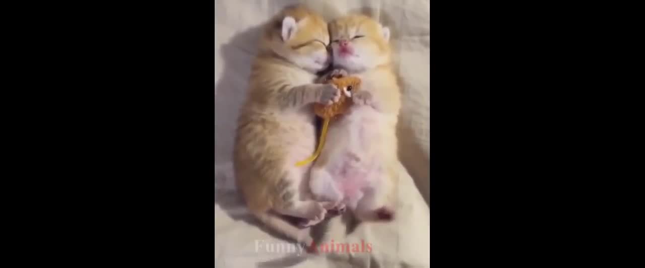 Cute Cats And Dogs That Will Make You Laugh 😂 - Funny Animal Compilation #1
