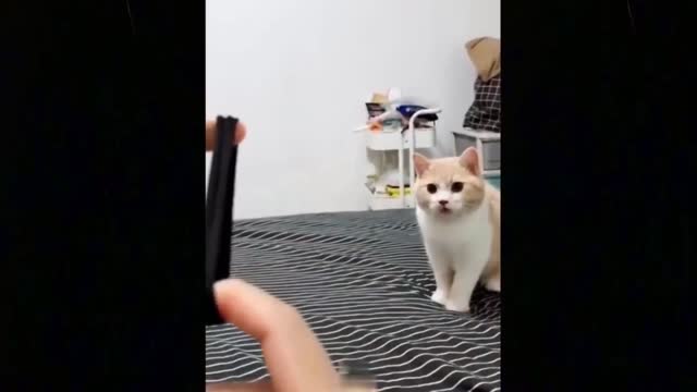 Funny Animals video Compilation 2021