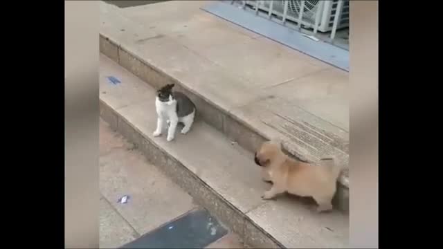 💙 Best 2020 FUNNIEST ANIMALS / Funny Animals Video 😎
