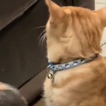 Orange Cat Smells a Rotten Smell