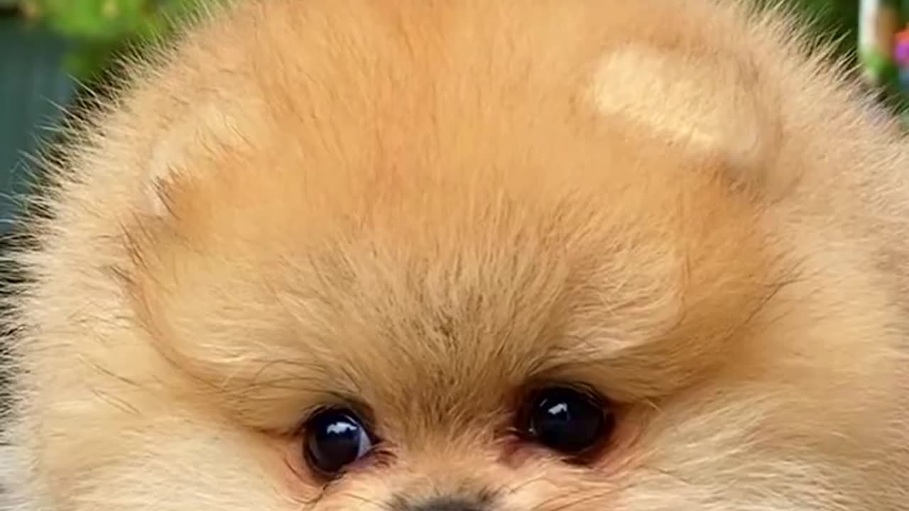 Have YOU EVER SEEN a CAT do this 😱 | Wholesome Animals