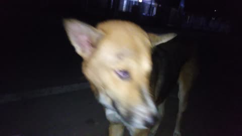 Adopted a street dog