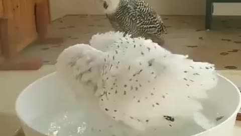 owl / corujas lindas