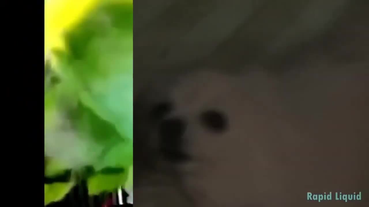 quand les animaux se mettent à chanter