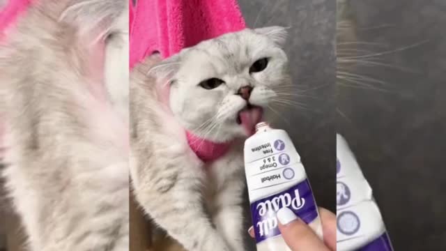 Angry Cat 🐱 😂
