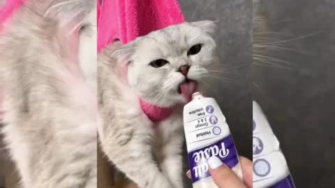 Angry Cat 🐱 😂