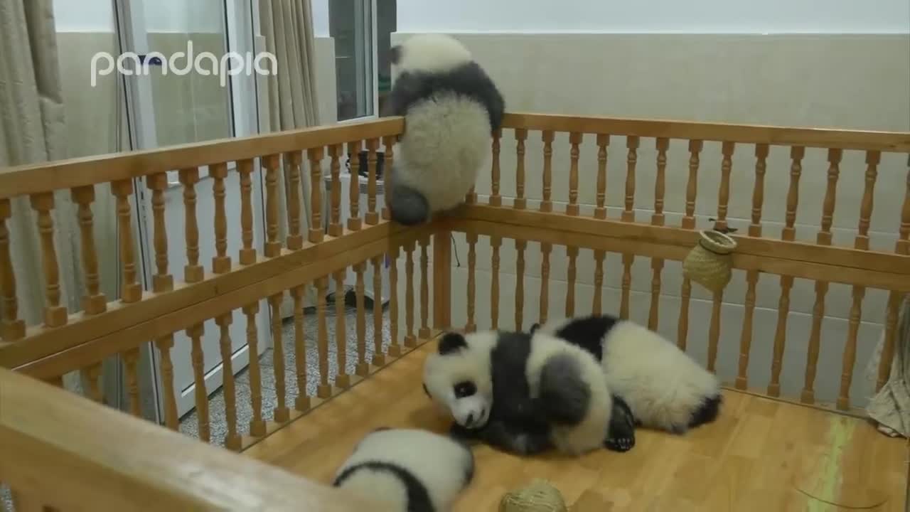 Panda's brave cradle escape