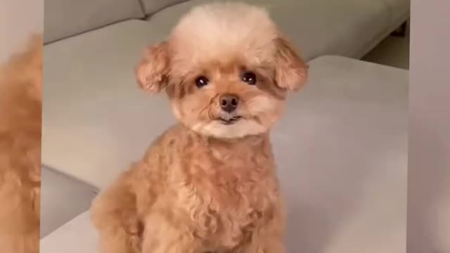 Funny cute dog on tiktok 😛 #shorts #viral #shortvideo #cutedog #animals