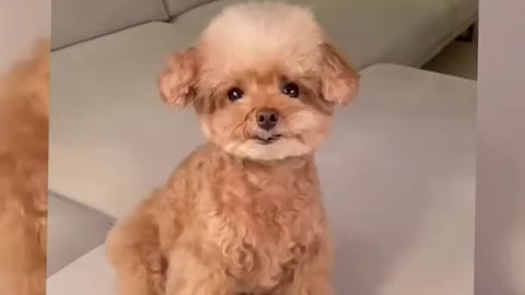 Funny cute dog on tiktok 😛 #shorts #viral #shortvideo #cutedog #animals