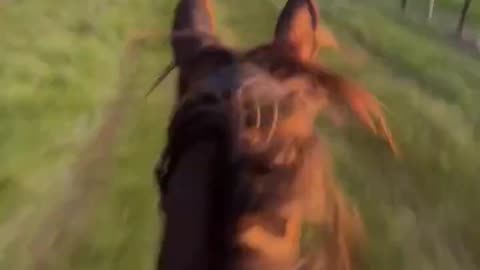 Wild horse in nature