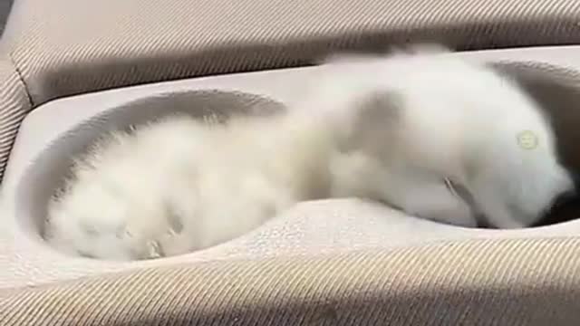Chuty cat