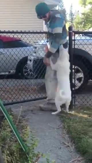 Deaf and Blind Dog Recognizes Dad Coming Home
