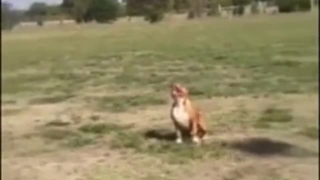 dog jump to reach the drone badly hurt other dog