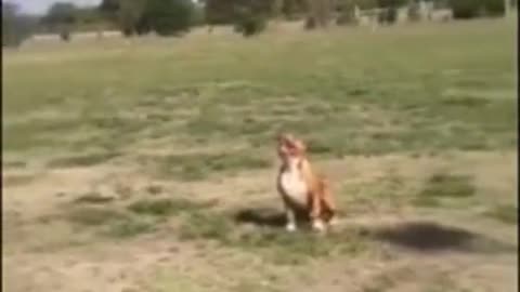 dog jump to reach the drone badly hurt other dog