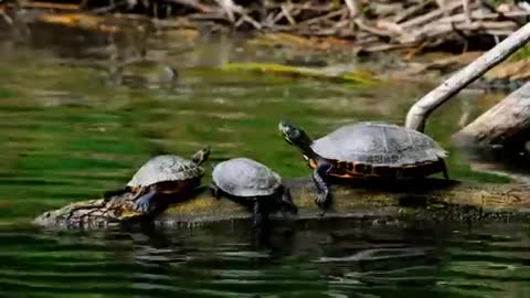 Tortoise mother and children