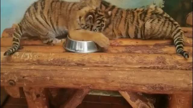 Who said the tiger cubs were cute yesterday?