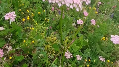 A section of leaf and flower species from village life / chapter 42