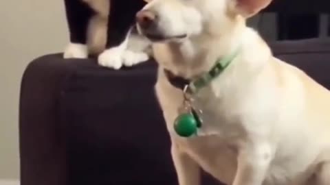 Intelligent cat