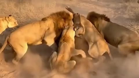 Animal attack