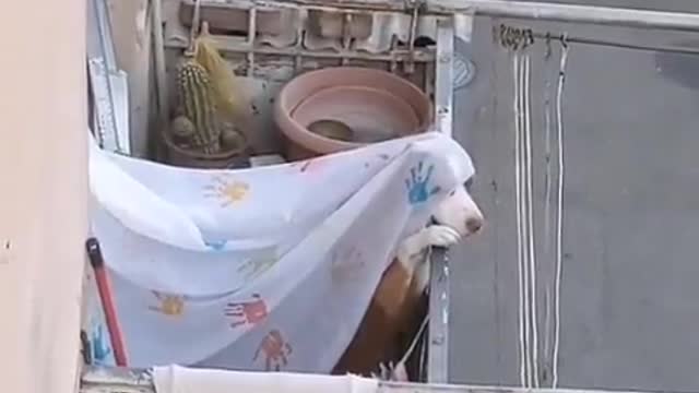 The princess at the balcony.
