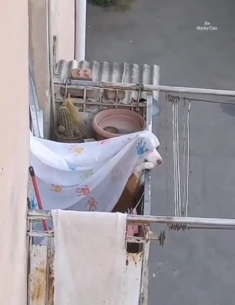 The princess at the balcony.
