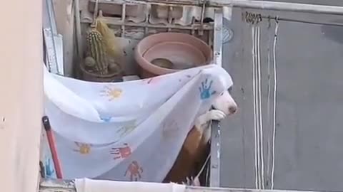 The princess at the balcony.