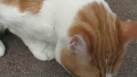 Cat gets high on catnip