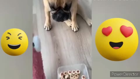 Funniest Animals Video - Funny Dogs And Cats - Try Not To Laugh Animals 2022
