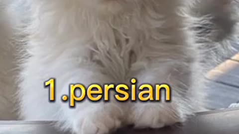 Top 10 Cutest cats 🐈 in the world 🌍