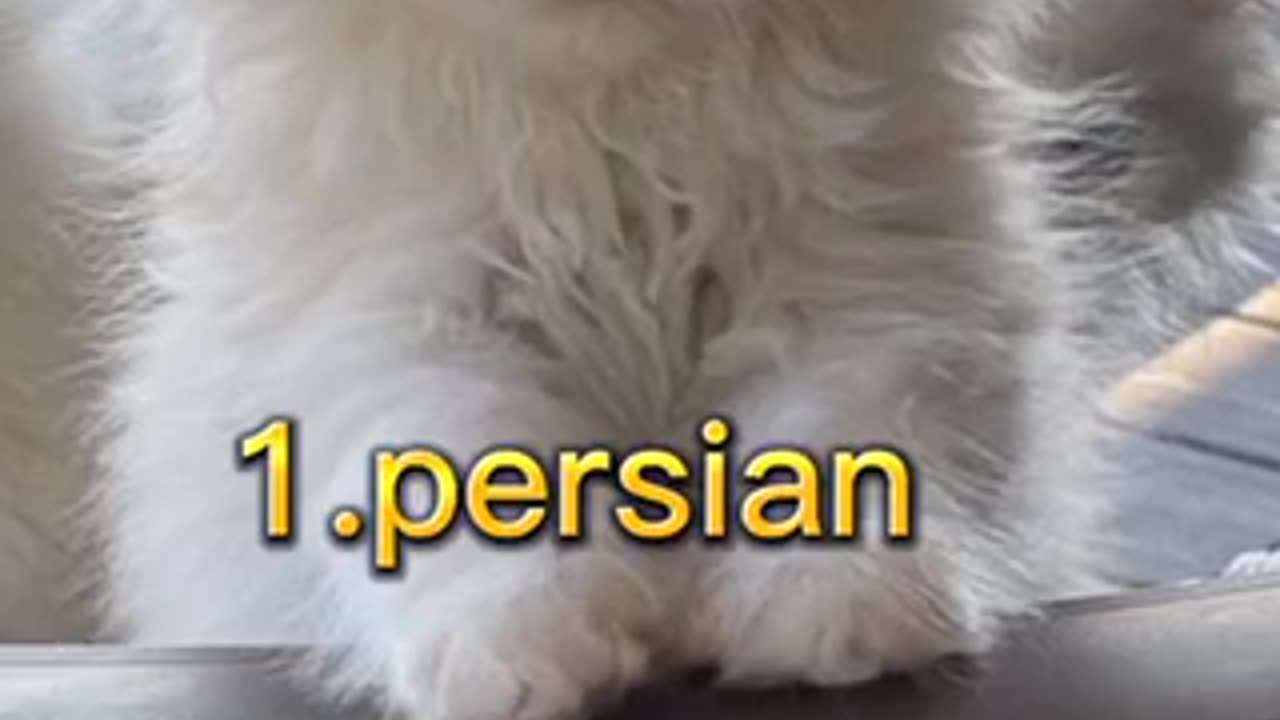 Top 10 Cutest cats 🐈 in the world 🌍