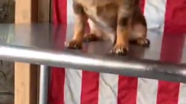 All The Way Up 🐺 - Best Funny Dogs Videos 2021 😂