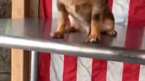 All The Way Up 🐺 - Best Funny Dogs Videos 2021 😂
