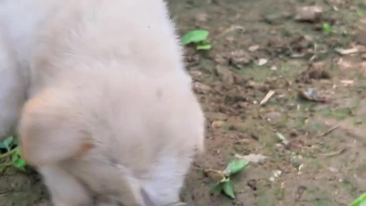 Dog video