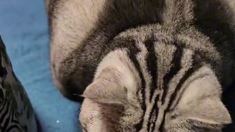FATTY CAT 😂❤️