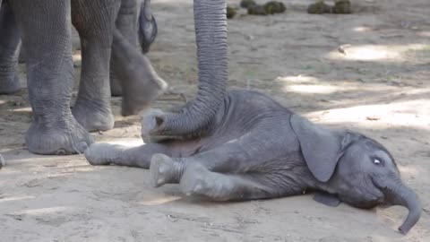 Baby elephant determined to get up and walk
